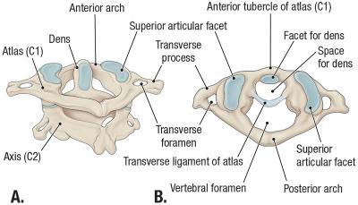 thumbs/Atlanto Axial Joint.jpeg.jpg